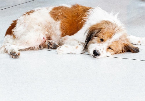 犬のうんちの回数・形状・臭いや見た目などからわかることは？　寝ている犬