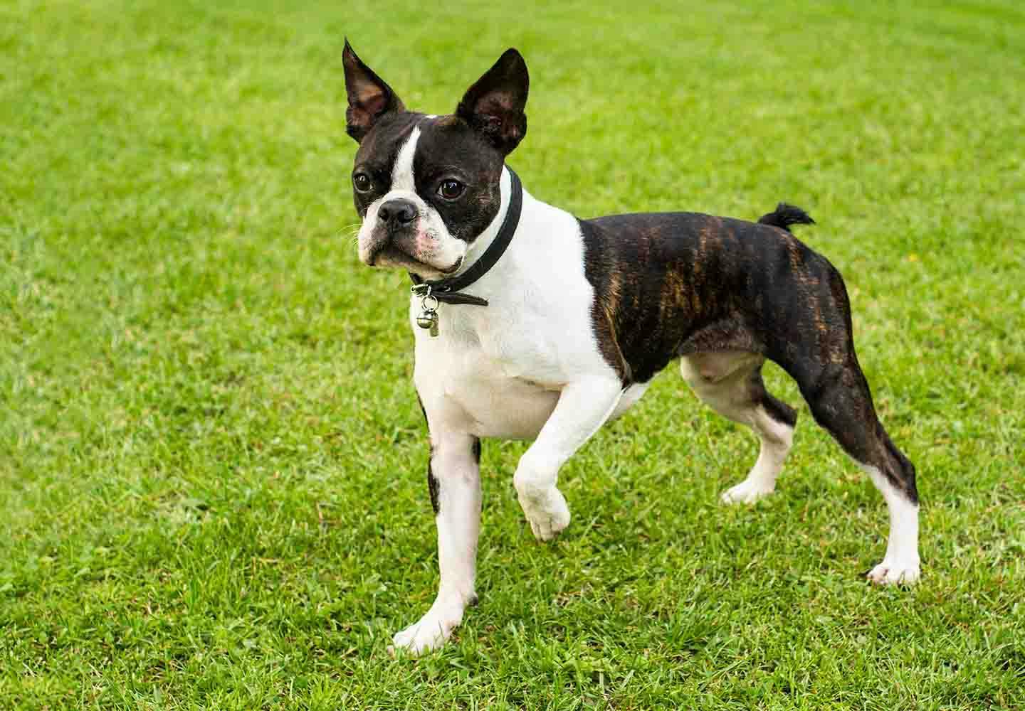 ボストンテリア 51bzvo7iSQL._AC_UF350,