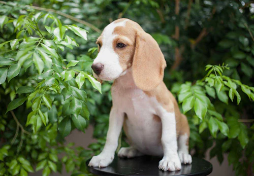 ビーグルの性格や特徴は 飼い方のコツや寿命 かかりやすい病気について解説 獣医師監修 わんクォール ビーグルの性格や特徴は 飼い方のコツや寿命 かかりやすい病気について解説 獣医師監修 わんクォール