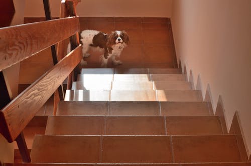 犬のストレス解消法 健康寿命を延ばすために取り入れたい8つの習慣 わんクォール