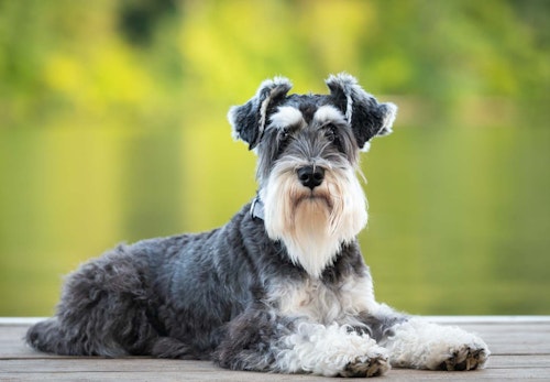 犬が伏せをする理由は 行動の裏にある気持ちや 伏せを教えるしつけ方法などを解説 獣医師監修 わんクォール 犬が伏せをする理由は 行動の裏にある気持ちや 伏せを教えるしつけ方法などを解説 獣医師監修 わんクォール