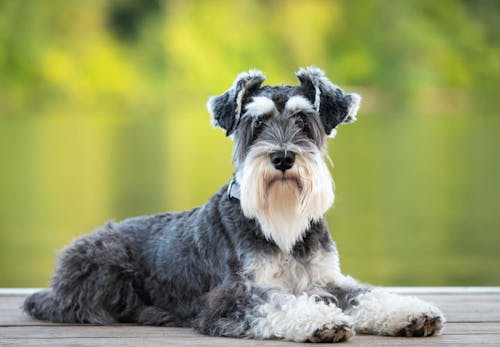 犬が伏せをする理由は 行動の裏にある気持ちや 伏せを教えるしつけ方法などを解説 獣医師監修 わんクォール 犬が伏せをする理由は 行動の裏にある気持ちや 伏せを教えるしつけ方法などを解説 獣医師監修 わんクォール