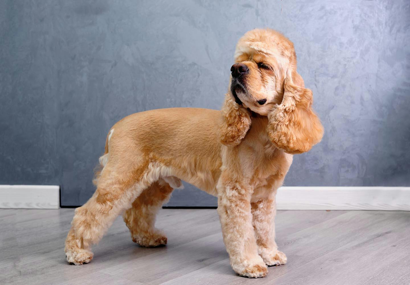 アメリカンコッカースパニエル アメリカン・コッカー・スパニエルの保険について。補償内容や注意点