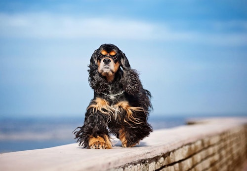 アメリカン コッカー スパニエル アメコカ の性格や特徴は 飼い方のコツや寿命 かかりやすい病気について解説 獣医師監修 わんクォール アメリカン コッカー スパニエル アメコカ の性格や特徴は 飼い方のコツや寿命 かかりやすい病気について解説 獣医師監修 わんクォール