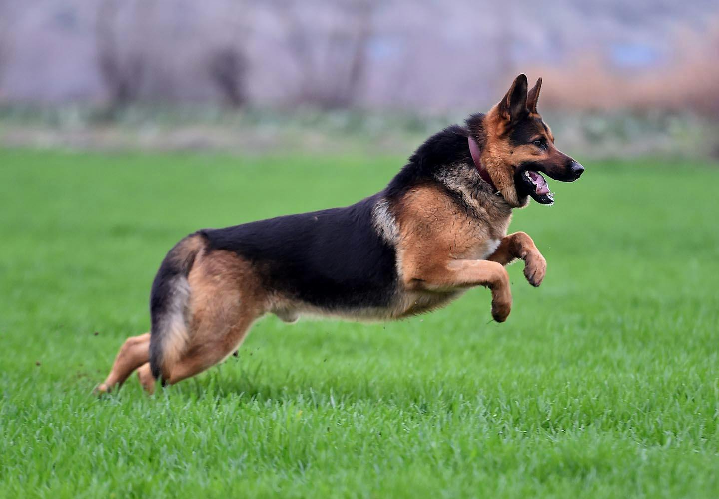 ジャーマン・シェパード・ドッグの性格や特徴は？飼い方やしつけのコツ