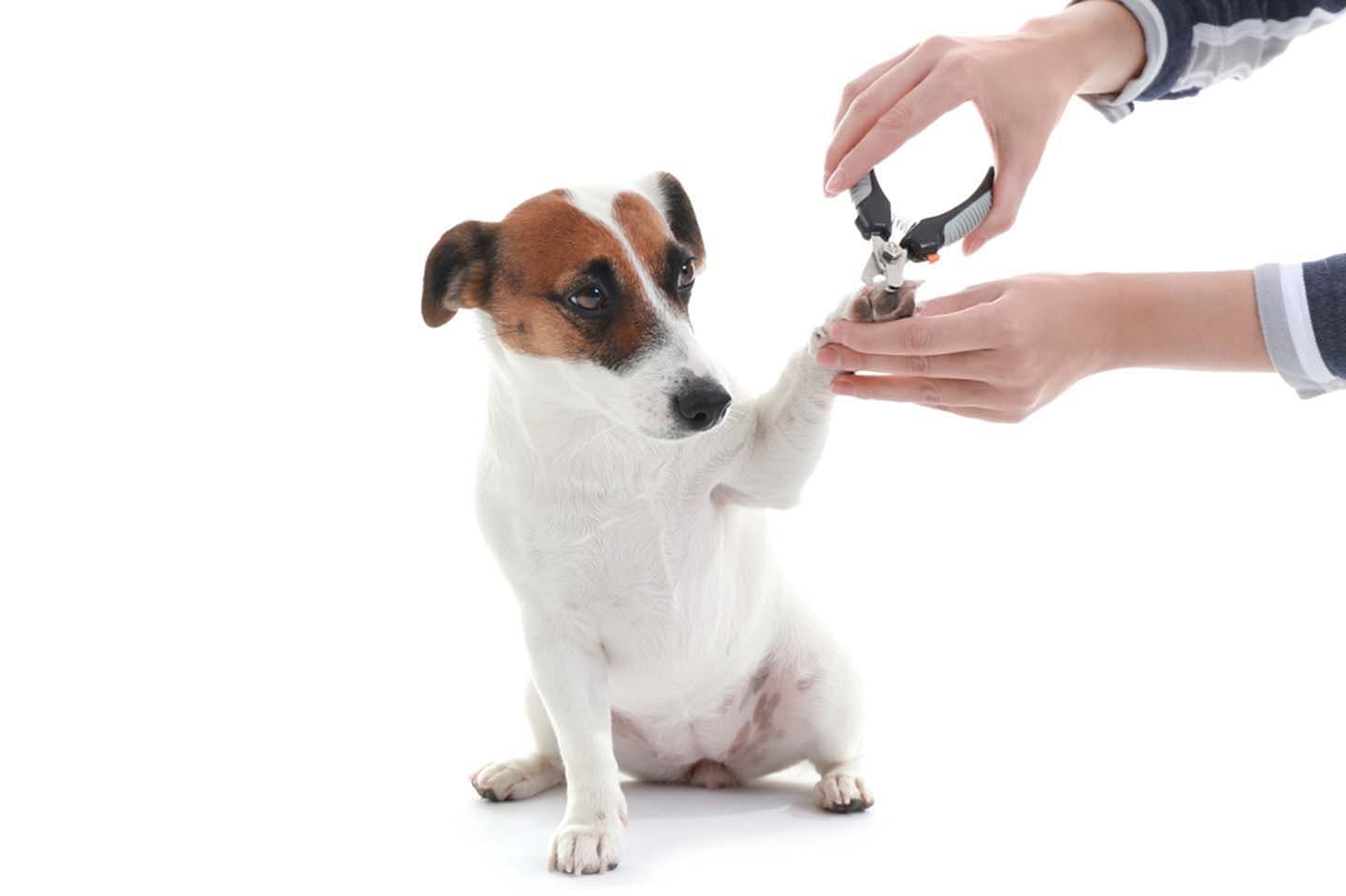 獣医師直伝！犬が嫌がらない爪の切り方のコツや頻度を解説