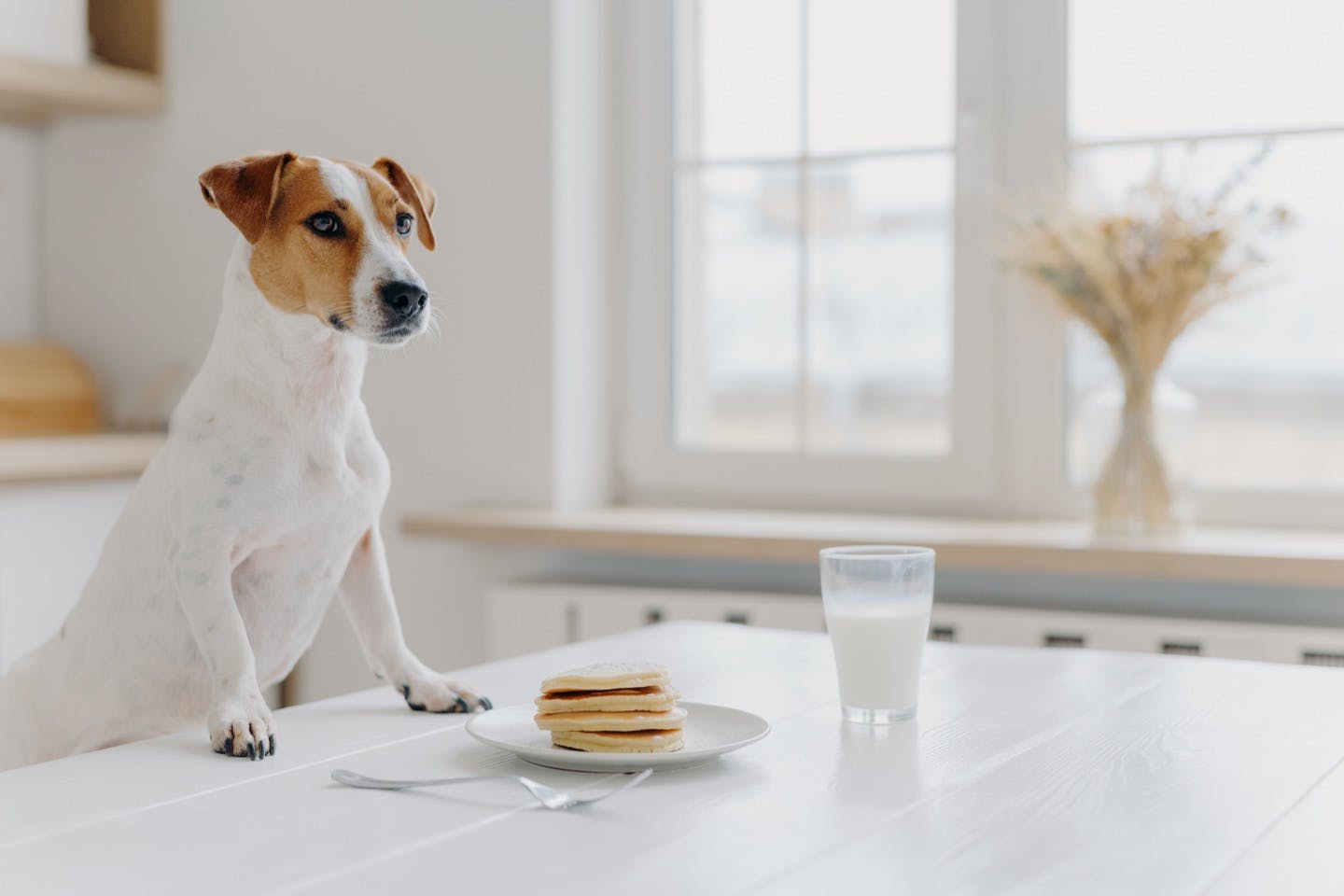 与える分量や種類に注意！話題の乳製品や飲料を犬に与えてもいいの？