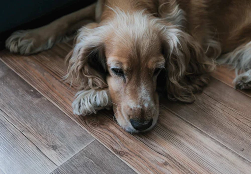 獣医師監修 犬が誤飲 誤食した時の対処法は 特に危険なケースや予防法などについて解説 わんクォール 獣医師監修 犬が誤飲 誤食した時の対処法は 特に危険なケースや予防法などについて解説 わんクォール