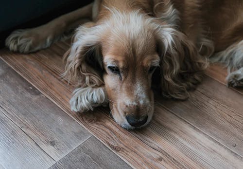 獣医師監修 犬が誤飲 誤食した時の対処法は 特に危険なケースや予防法などについて解説 わんクォール 獣医師監修 犬が誤飲 誤食した時の対処法は 特に危険なケースや予防法などについて解説 わんクォール