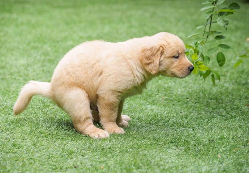 獣医師監修 犬のうんちの回数 形状 臭いや見た目などからわかることは 考えられる健康状態や病気のサインについて解説 わんクォール 獣医師監修 犬のうんちの回数 形状 臭いや見た目などからわかることは 考えられる健康状態や病気のサインについて解説 わんクォール