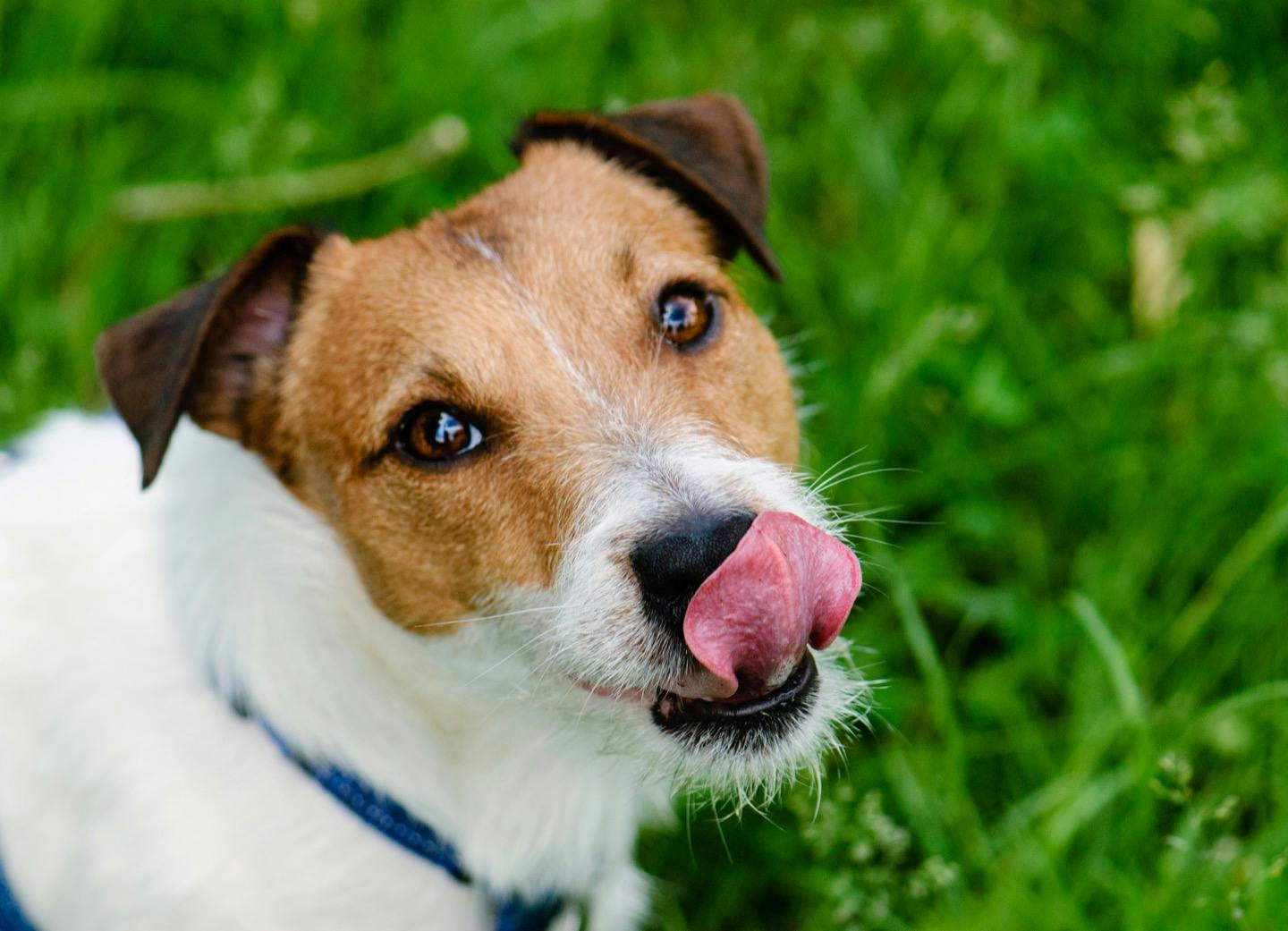 【獣医師監修】話題のシード類・穀物類は犬に与えてもいいの？注意点や量は？