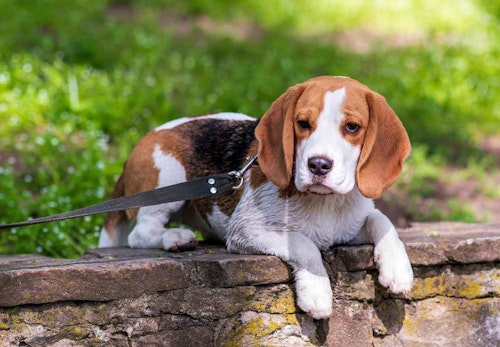 ビーグルの性格や特徴は 飼い方のコツや寿命 かかりやすい病気について解説 獣医師監修 わんクォール ビーグルの性格や特徴は 飼い方のコツや寿命 かかりやすい病気について解説 獣医師監修 わんクォール