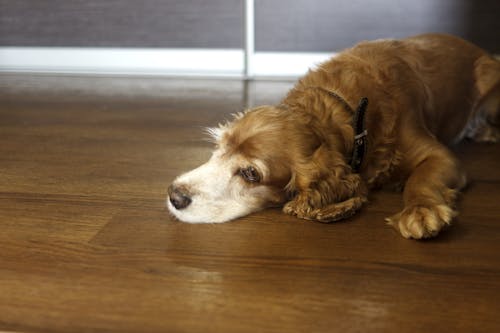 犬のストレス解消法 健康寿命を延ばすために取り入れたい8つの習慣 わんクォール 犬のストレス解消法 健康寿命を延ばすために取り入れたい8つの習慣 わんクォール