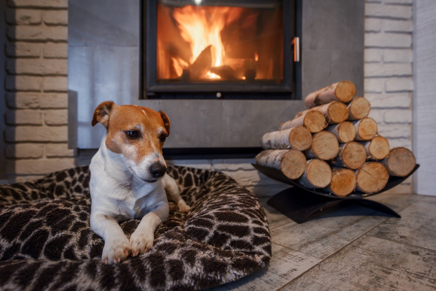 どう使えばいい？市販の暖房器具を使った愛犬の寒さ対策