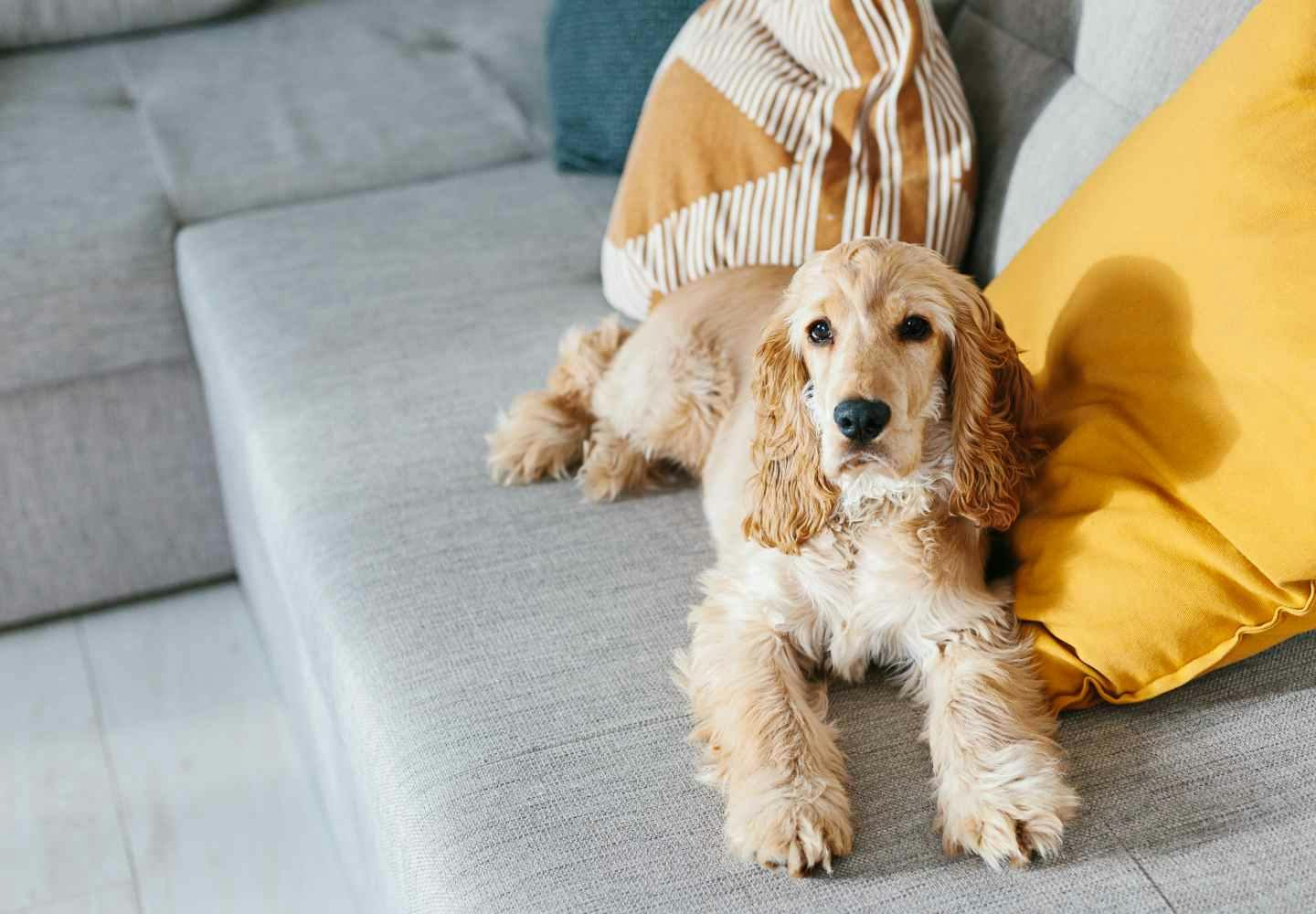 犬が伏せをする理由は 行動の裏にある気持ちや 伏せを教えるしつけ方法などを解説 獣医師監修 Communication コミュニケーション わんクォール