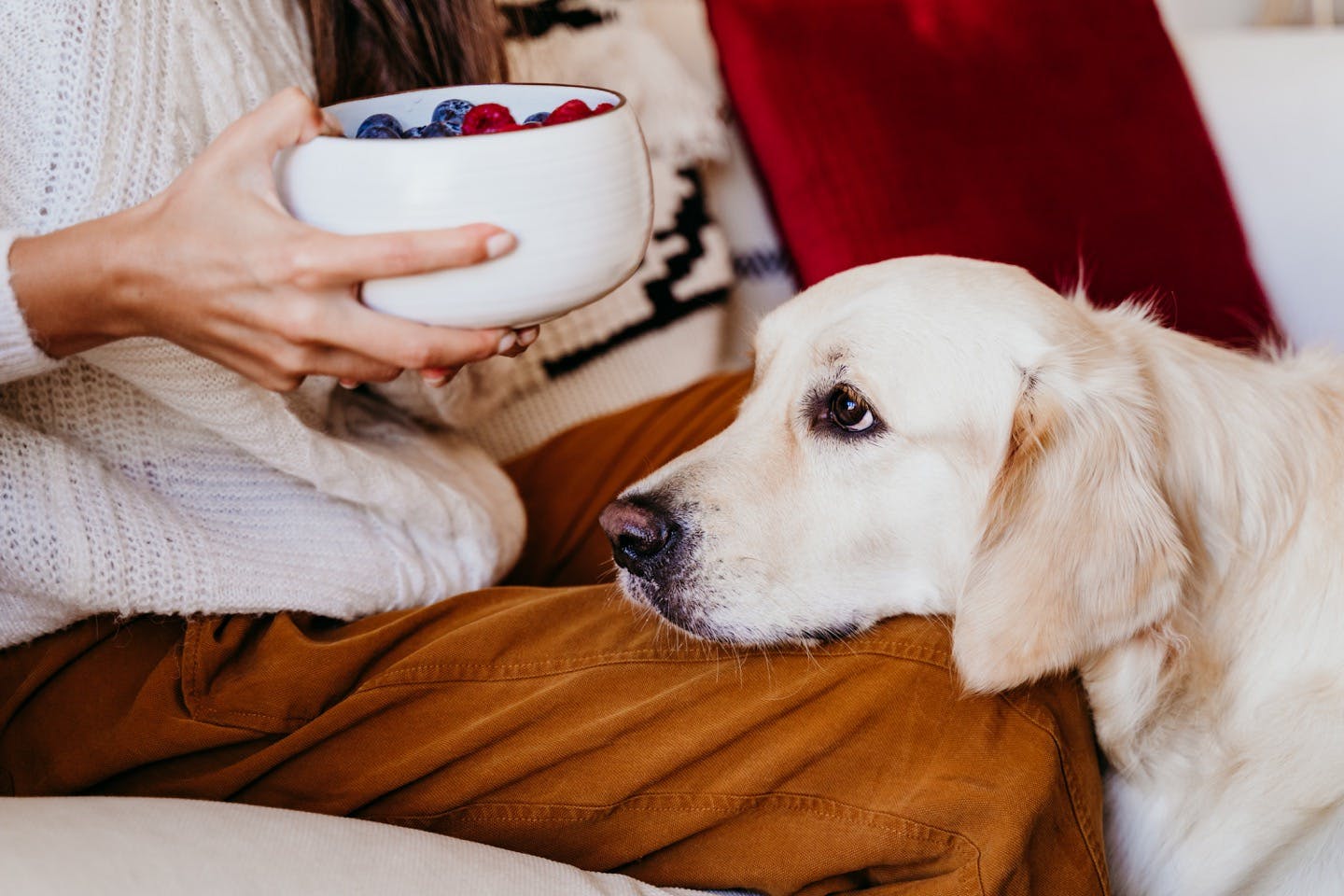 犬にアサイーやクランベリーはなど話題の果物を与えてもいいの？ 注意点を解説