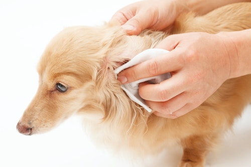 獣医師監修 犬の耳にできものや耳アカが 疑いのある病気とは わんクォール