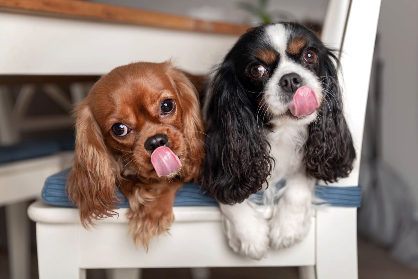 最近話題のスーパーフード！犬に与えていいものはあるの？