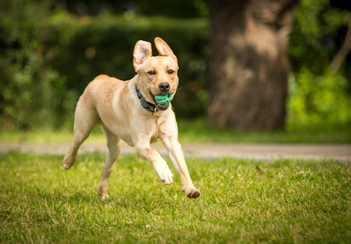獣医師監修 犬が誤飲 誤食した時の対処法は 特に危険なケースや予防法などについて解説 わんクォール 獣医師監修 犬が誤飲 誤食した時の対処法は 特に危険なケースや予防法などについて解説 わんクォール