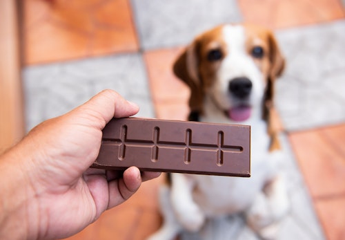 犬が誤飲・誤食した時の対処法は？　犬とチョコレート
