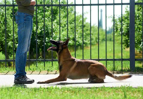 犬が伏せをする理由は 行動の裏にある気持ちや 伏せを教えるしつけ方法などを解説 獣医師監修 わんクォール 犬が伏せをする理由は 行動の裏にある気持ちや 伏せを教えるしつけ方法などを解説 獣医師監修 わんクォール