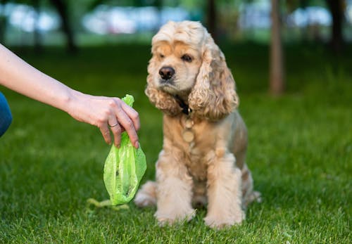 獣医師監修 犬のうんちの回数 形状 臭いや見た目などからわかることは 考えられる健康状態や病気のサインについて解説 わんクォール