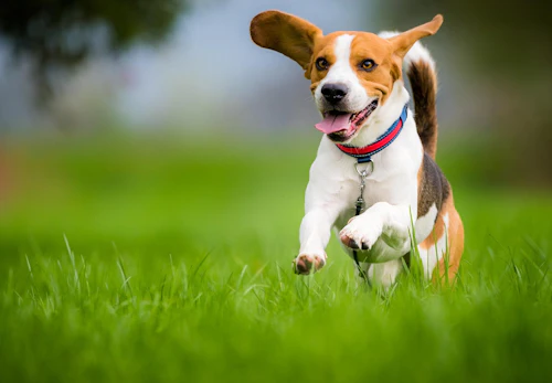 ビーグルの性格や特徴は 飼い方のコツや寿命 かかりやすい病気について解説 獣医師監修 わんクォール ビーグルの性格や特徴は 飼い方のコツや寿命 かかりやすい病気について解説 獣医師監修 わんクォール