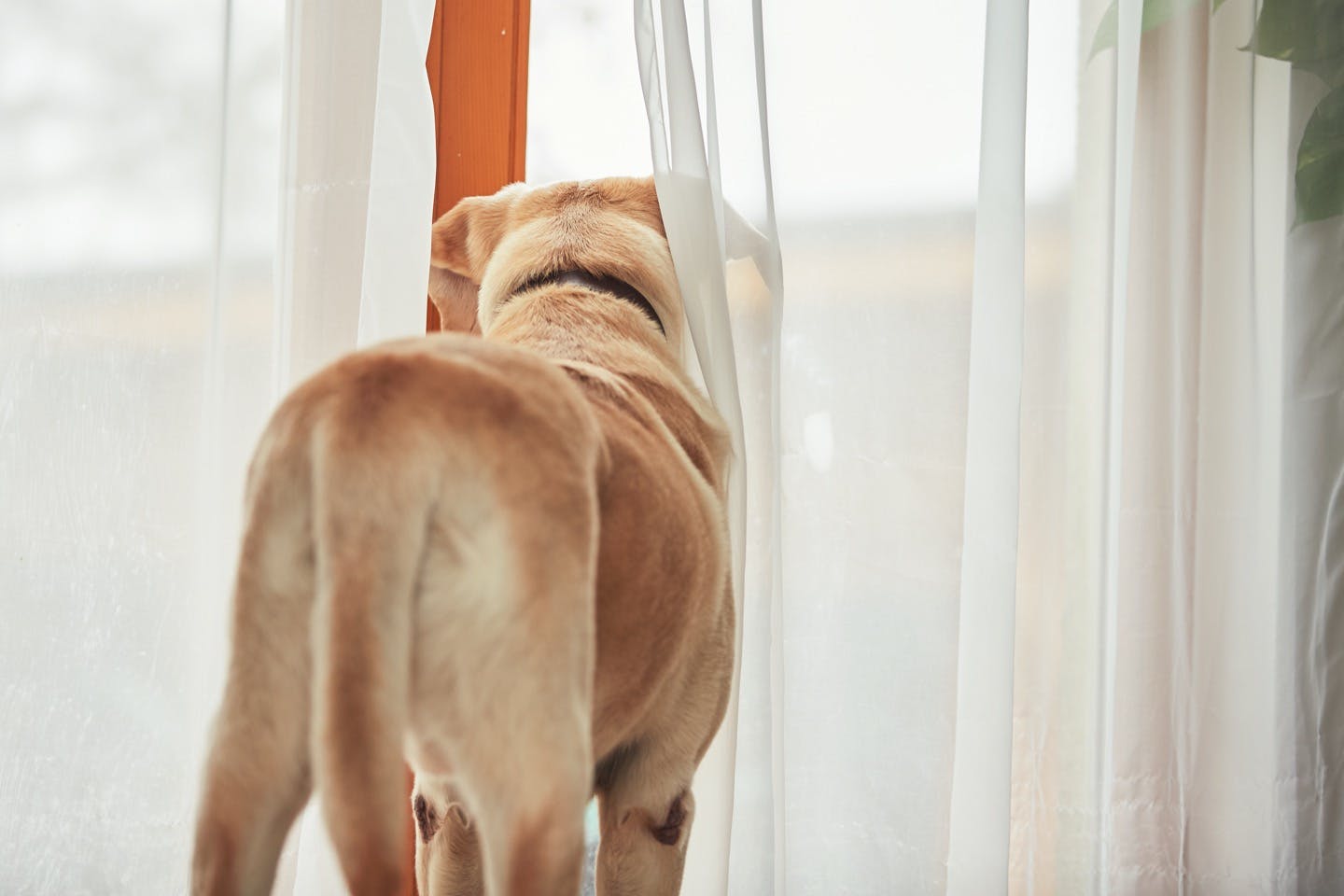 愛犬のストレスを軽減しよう！留守番・来客時のストレス対策とは