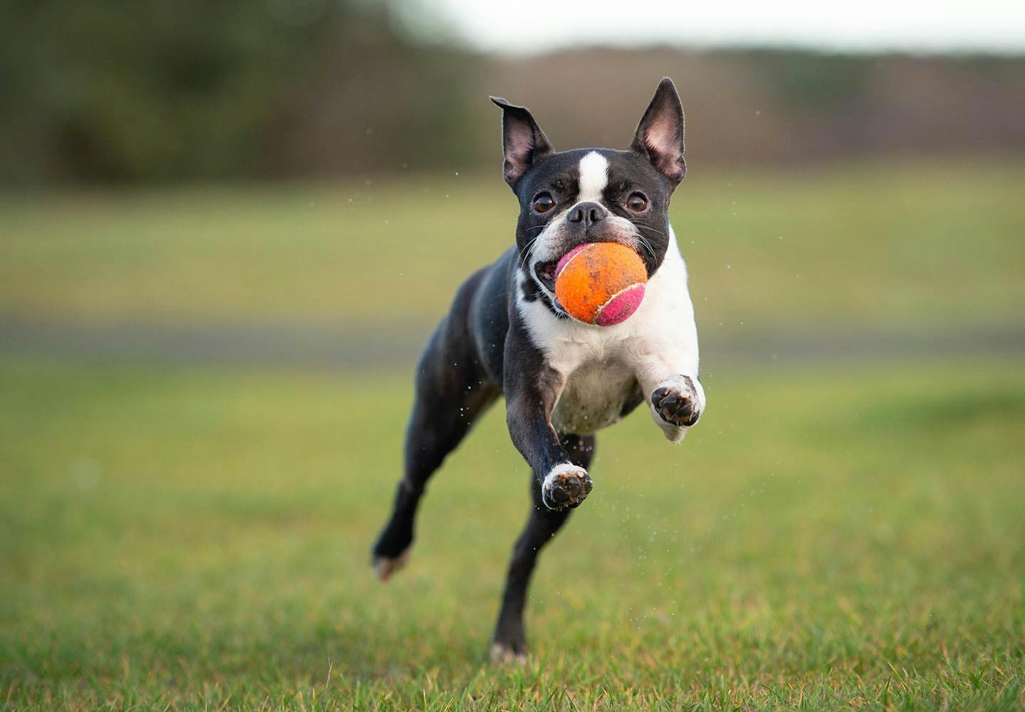ボストン・テリア（ボステリ）の性格や特徴は？飼い方のコツや寿命
