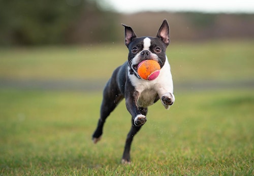 ボストン テリア ボステリ の性格や特徴は 飼い方のコツや寿命 しつけの仕方について解説 獣医師監修 わんクォール ボストン テリア ボステリ の性格や特徴は 飼い方のコツや寿命 しつけの仕方について解説 獣医師監修 わんクォール