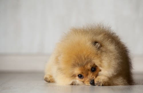 獣医師監修 犬のフケやできものの原因は 皮膚の異常でわかる病気 わんクォール 獣医師監修 犬のフケやできものの原因は 皮膚の異常でわかる病気 わんクォール
