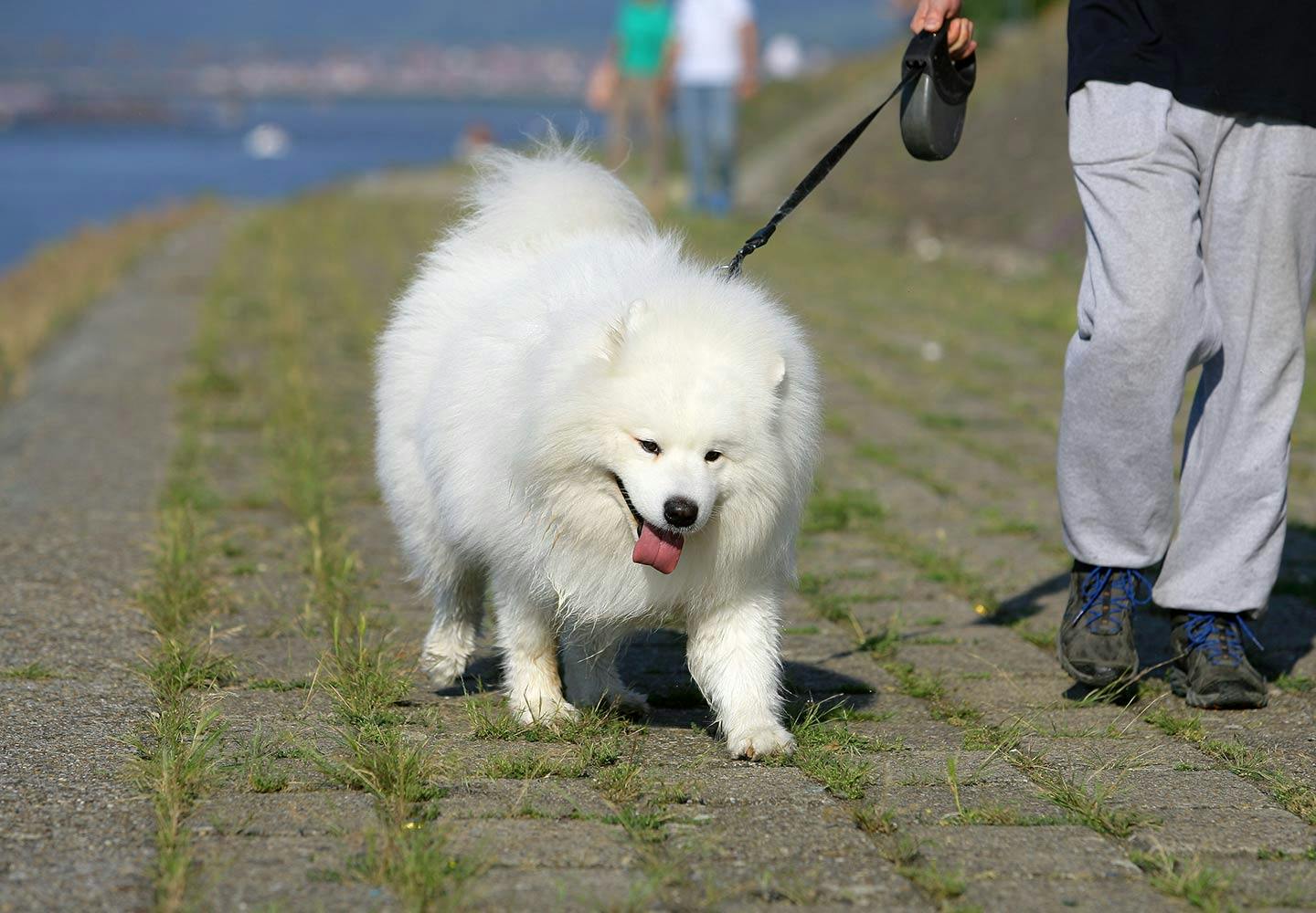 獣医師監修 犬が誤飲 誤食した時の対処法は 特に危険なケースや予防法などについて解説 Illness 病気 わんクォール