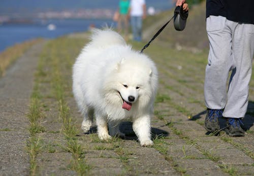 獣医師監修 犬が誤飲 誤食した時の対処法は 特に危険なケースや予防法などについて解説 わんクォール