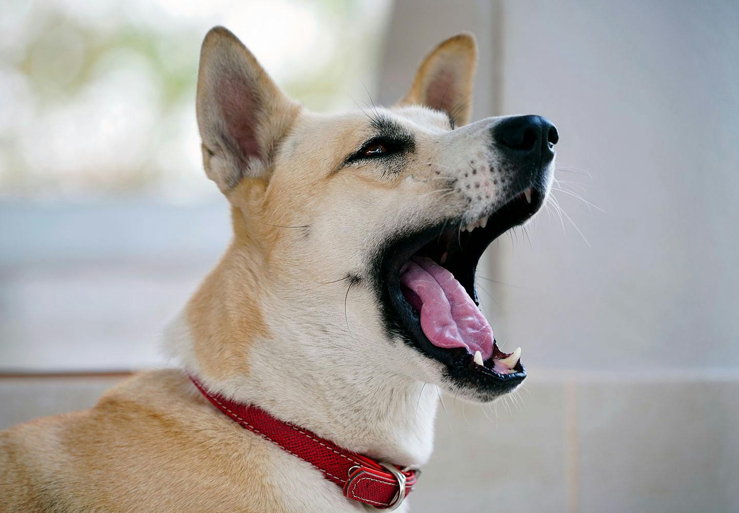 獣医師監修 犬が誤飲 誤食した時の対処法は 特に危険なケースや予防法などについて解説 Illness 病気 わんクォール