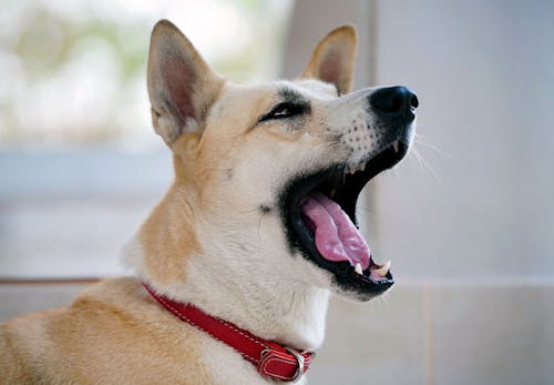 獣医師監修 犬が誤飲 誤食した時の対処法は 特に危険なケースや予防法などについて解説 わんクォール