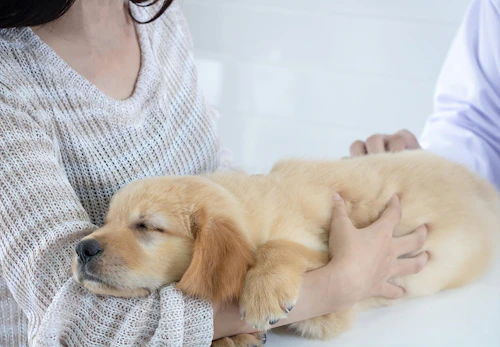 獣医師監修 犬が誤飲 誤食した時の対処法は 特に危険なケースや予防法などについて解説 わんクォール 獣医師監修 犬が誤飲 誤食した時の対処法は 特に危険なケースや予防法などについて解説 わんクォール