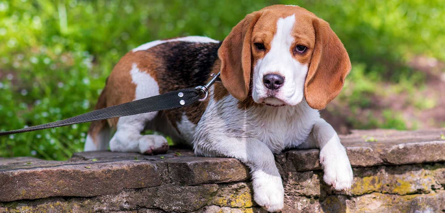 cb7708ef-beagle-rewrite_pctop.
