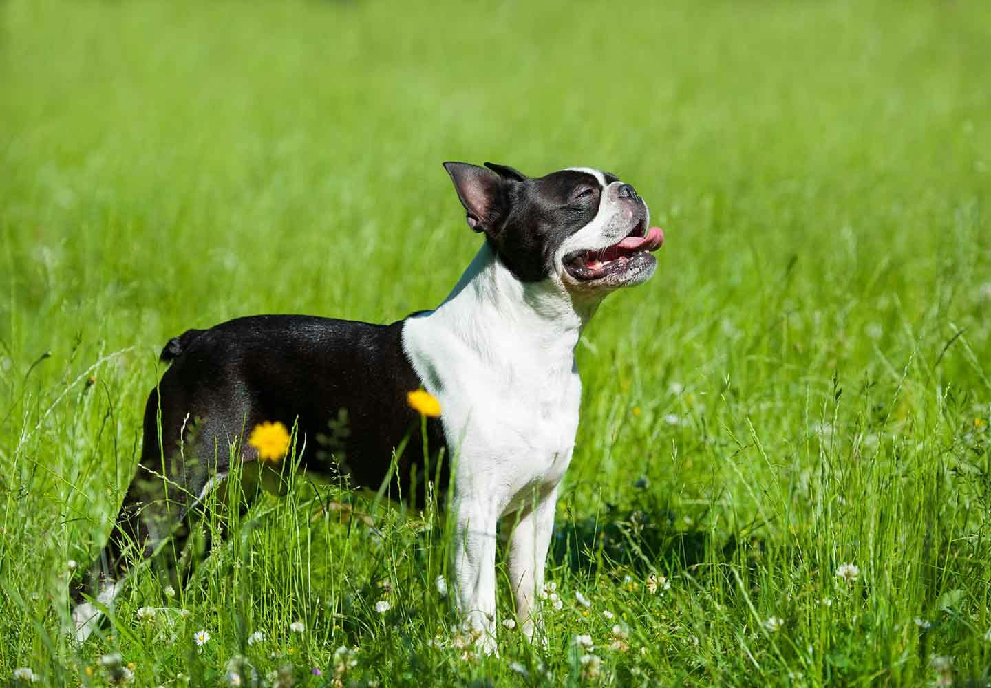 ボストン・テリア（ボステリ）の性格や特徴は？飼い方のコツや寿命