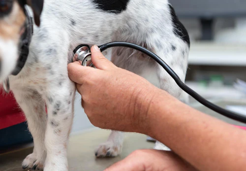 犬の糖尿病の症状とは 原因や治療法 予防のポイントなどについて解説 獣医師監修 わんクォール 犬の糖尿病の症状とは 原因や治療法 予防のポイントなどについて解説 獣医師監修 わんクォール