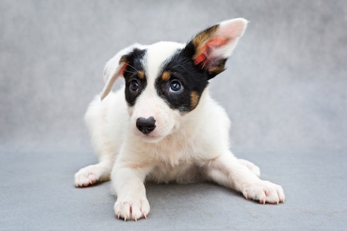 【獣医師監修】犬の耳にできものや耳アカが！　疑いのある病気とは