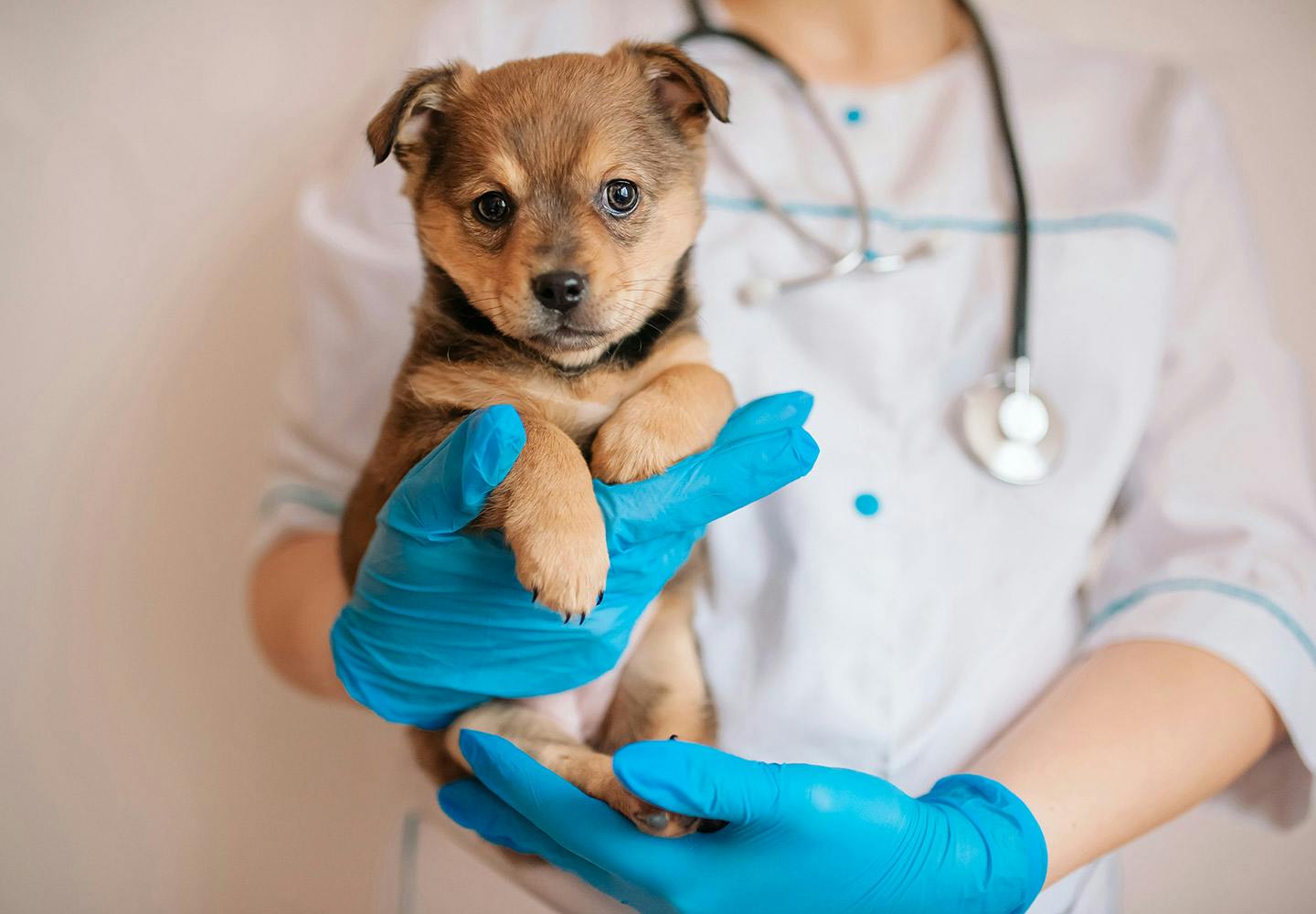 獣医師監修 犬のうんちの回数 形状 臭いや見た目などからわかることは 考えられる健康状態や病気のサインについて解説 Illness 病気 わんクォール