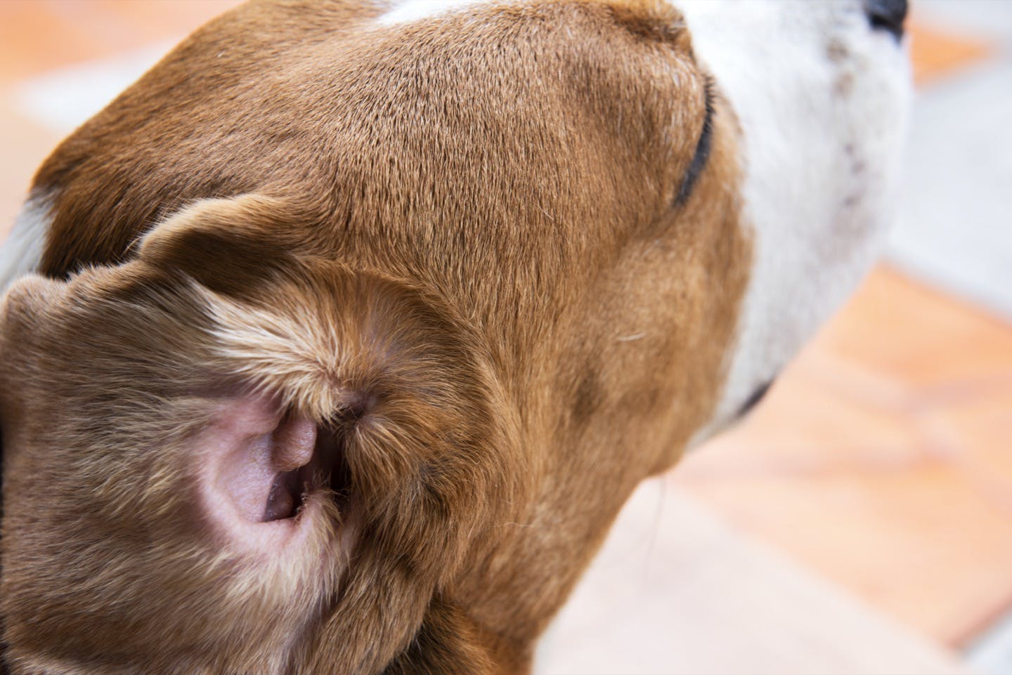 犬の耳のできものや腫れ物で疑われる病気　耳垢腺癌　耳血腫