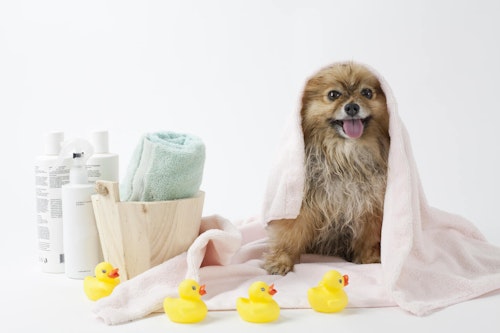 子犬のシャンプーはいつから おすすめのやり方と注意点を解説 獣医師監修 わんクォール 子犬のシャンプーはいつから おすすめのやり方と注意点を解説 獣医師監修 わんクォール