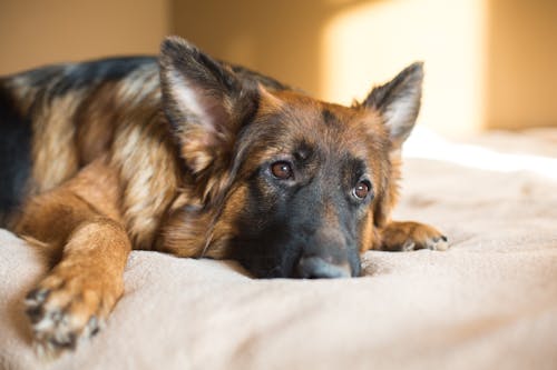 獣医師監修 犬のフケやできものの原因は 皮膚の異常でわかる病気 わんクォール