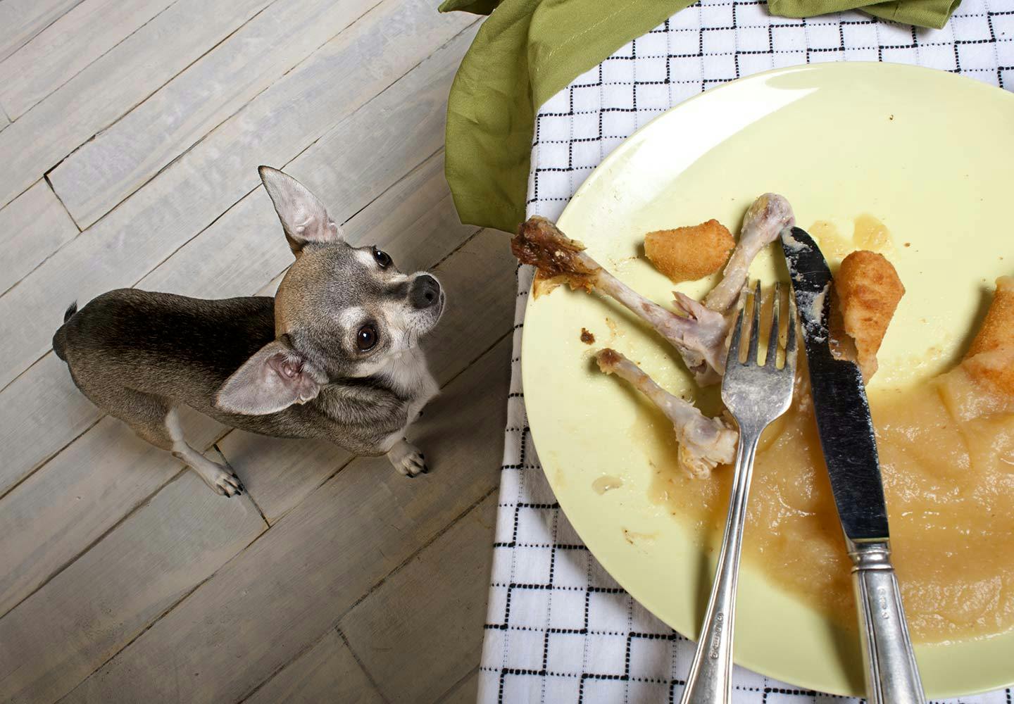 獣医師監修 犬が誤飲 誤食した時の対処法は 特に危険なケースや予防法などについて解説 Illness 病気 わんクォール