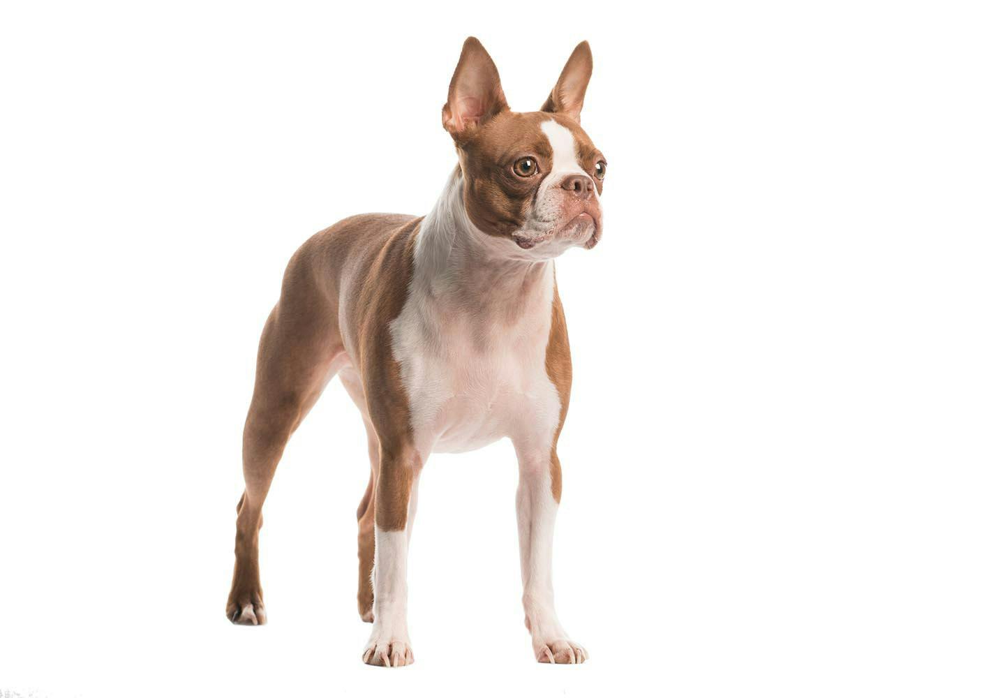 ボストン・テリア（ボステリ）の性格や特徴は？飼い方のコツや寿命