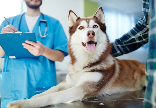 犬の健康診断は何歳から受ければいい？検査内容や費用感、必要な理由などについて解説【獣医師監修】