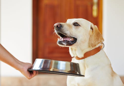 獣医師監修 犬のうんちの回数 形状 臭いや見た目などからわかることは 考えられる健康状態や病気のサインについて解説 わんクォール