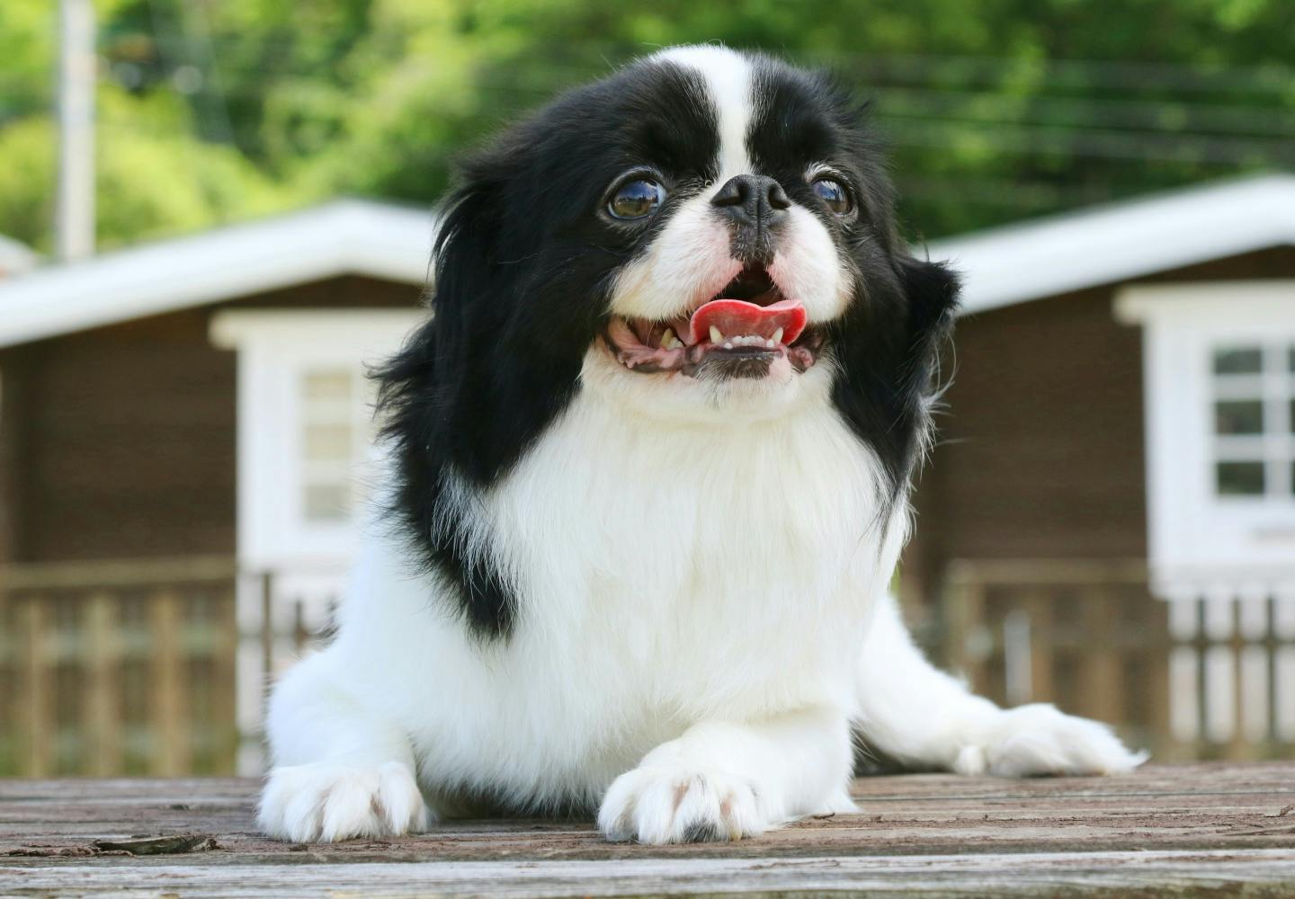 狆の性格や特徴は？飼い方やしつけのコツについて解説【獣医師監修】|ワンクォール