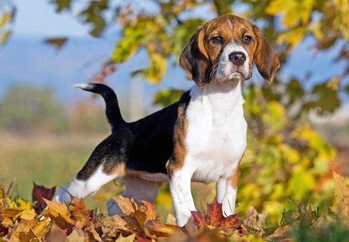 ビーグルの性格や特徴は 飼い方のコツや寿命 かかりやすい病気について解説 獣医師監修 わんクォール ビーグルの性格や特徴は 飼い方のコツや寿命 かかりやすい病気について解説 獣医師監修 わんクォール